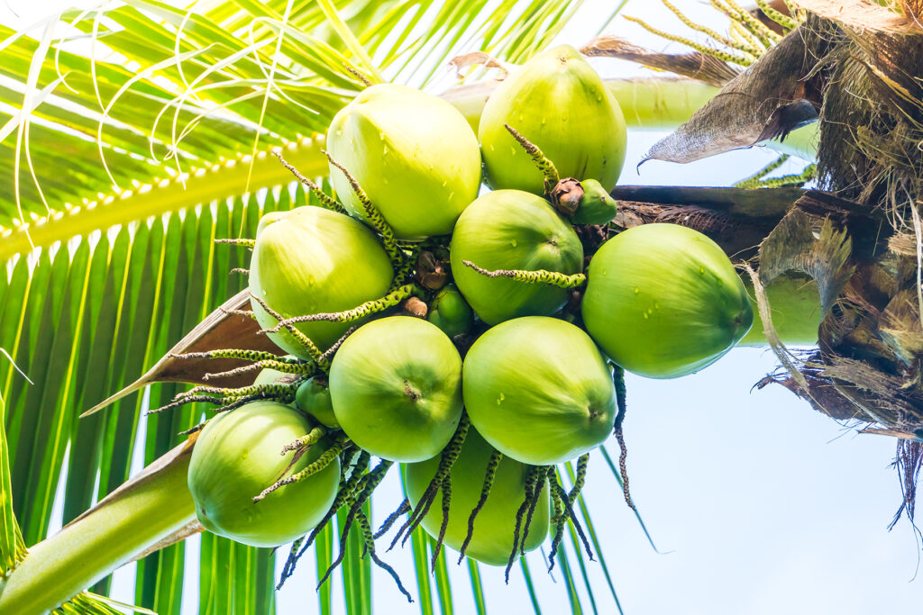Coconuts are my favorite food. I love to drink the coconut juice eat the coconut fruit.